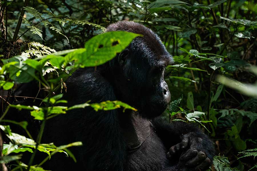 bwindi-gorilla-uganda
