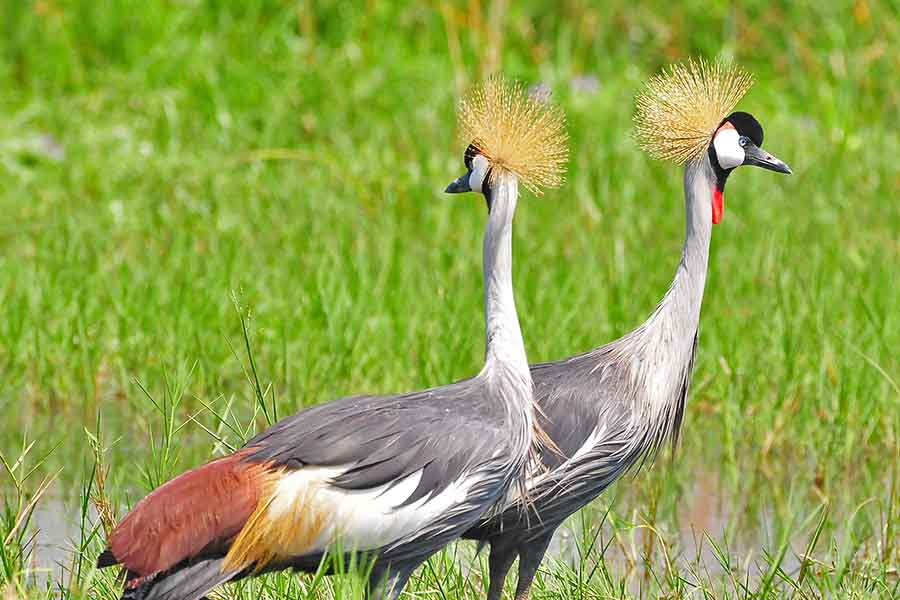 crested-cranes